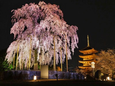 京都宴会